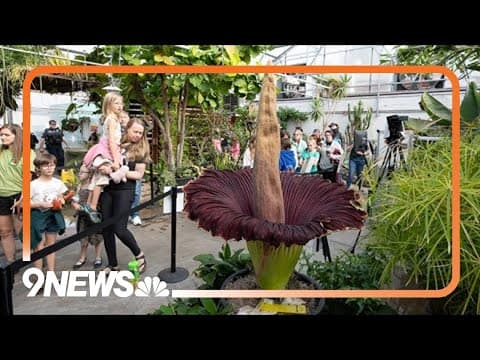 Timelapse of Corpse Flower blooming at CSU