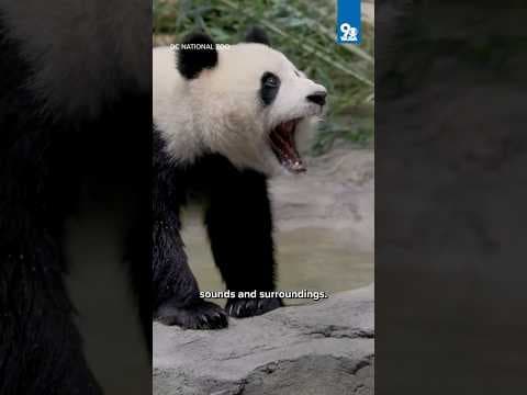 Giant Pandas at National Zoo have different personality traits