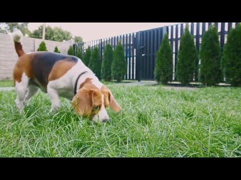 Veterinarians warn of pet perfume dangers