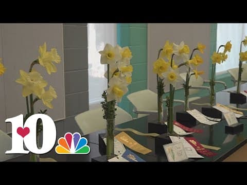 Daffodils on full display for Spring Show at UT