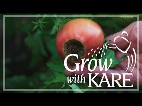 Grow with KARE: Blossom end rot causes and cures