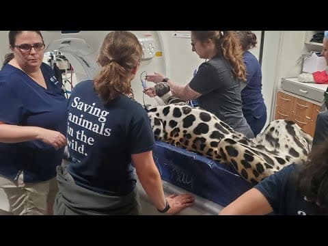 Tesoro the jaguar faces recovery after a leg fracture at the Houston Zoo