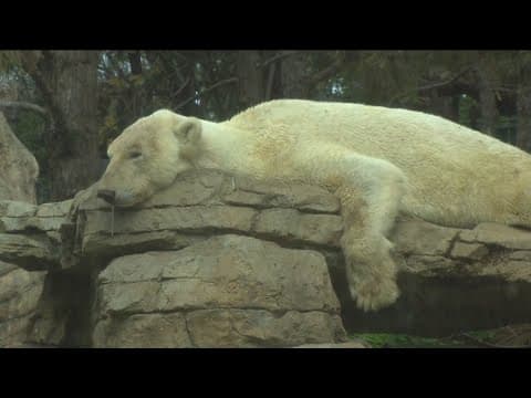 Zoo Day | Polar Bears at the San Diego Zoo