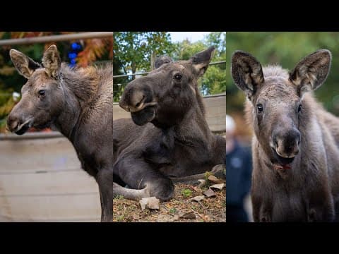 3 orphaned Alaskan moose calves arrive at Columbus Zoo
