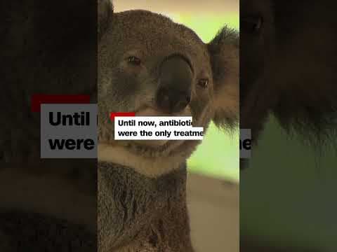 A vaccine used to treat chlamydia in Australia’s koalas has been approved for rollout