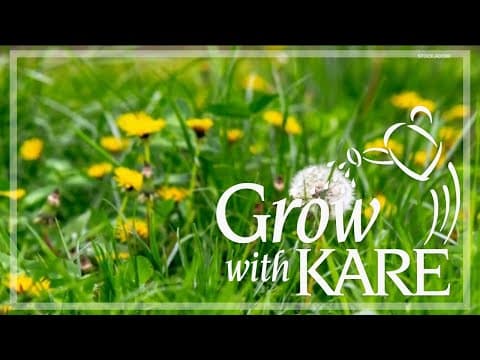 Grow with KARE: Using vinegar to kill weeds