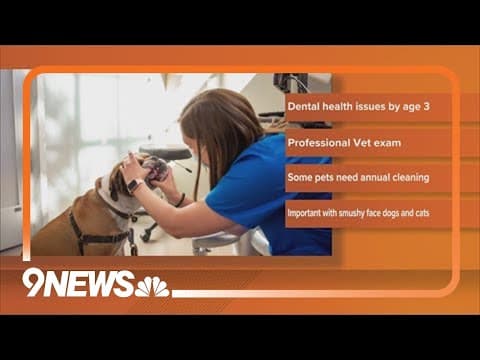 Why pet dental health is so important