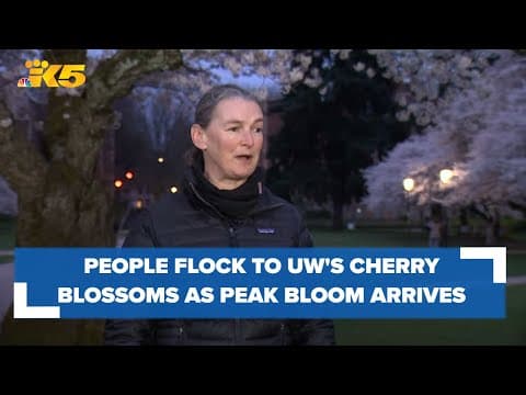 People flock to UW's cherry blossoms as they reach peak bloom
