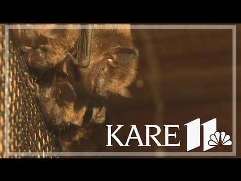 Minnesota Bat Festival convenes for first time in 3 years