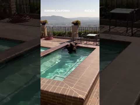 Bear goes for a swim in pool during extreme heat in California #shorts
