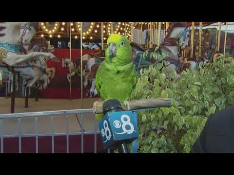 Watch 'Camp Squawk-a-lot' at the San Diego County Fair