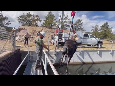 Wildlife officers rescue bull moose trapped in canal