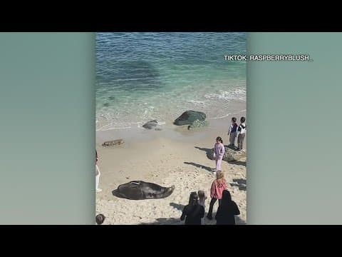 San Diego lifeguard asks girl who stoned sea lion to leave beach