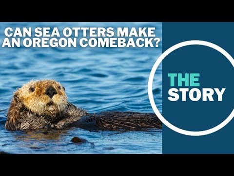 Sea otter sighting on Oregon Coast inspires redoubled efforts for species' reintroduction