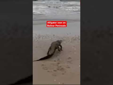 (2023) Alligator spotted on a Gulf coast beach