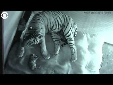 Mother tiger tends to newborn cubs at zoo in India