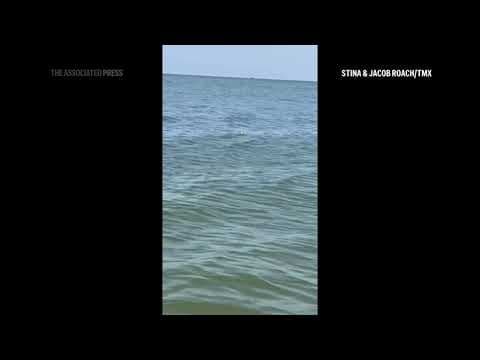 Sighting of alligator swimming off shore of Lake Erie prompts search