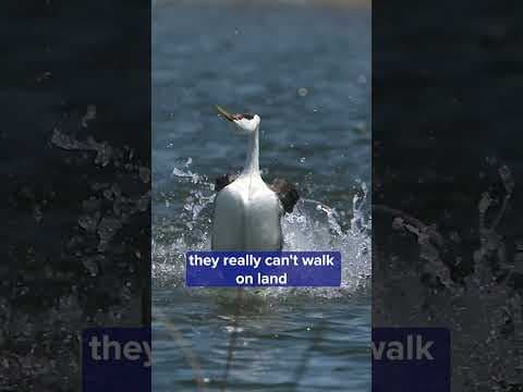 Travel with Land of 10K Stories to watch the ballet that is the grebe courtship dance.