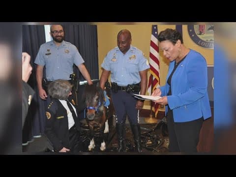 Officer Patch the mini horse reports for duty