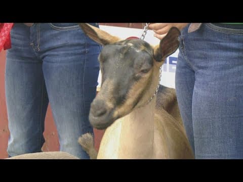 Blue Ribbon winning goats stop by the KARE Barn