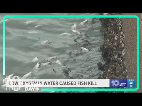 Low oxygen in water caused fish kill