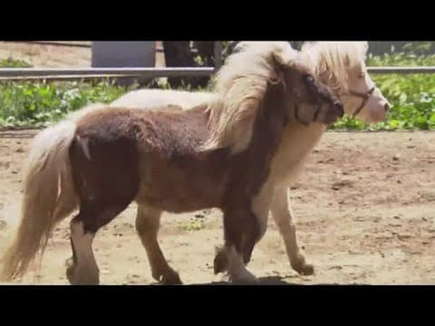 Students with special needs learn life skills at XO Ranch in Descanso