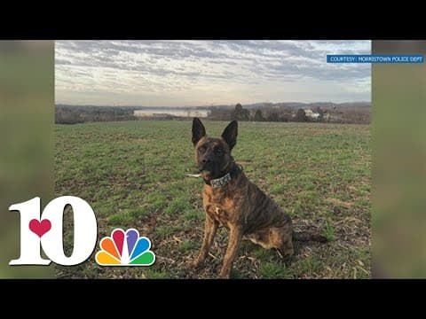 Morristown Police Department K-9 receives armored vest