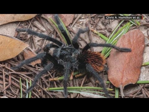 A new tarantula species was discovered in Arizona, but scientists are worried about its future