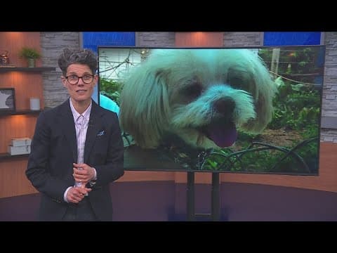 Remembering those lost on 'National Pet Day'