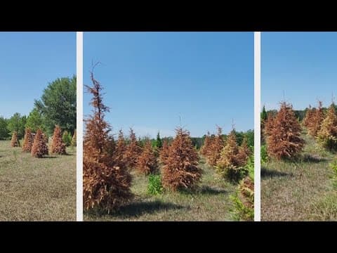 Northshore Christmas tree crop killed by drought