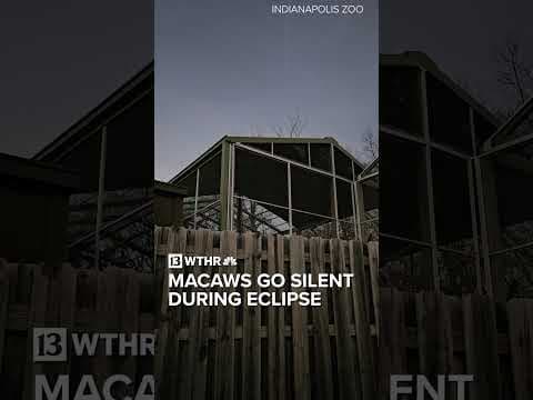 Indianapolis Zoo macaws go silent during eclipse