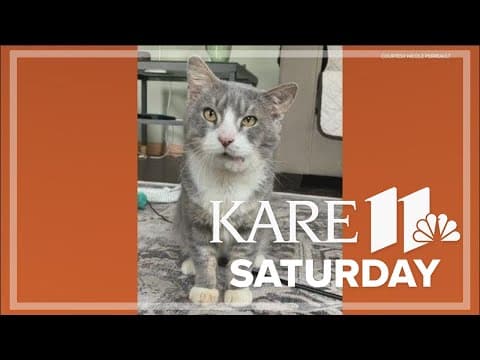 Cat modeling for Target was rescued from a hot car two years ago