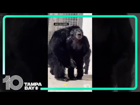 28-year-old chimpanzee sees sky for the first time after being caged her whole life