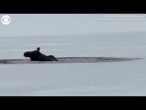 Officials help rescue moose from icy lake in New York
