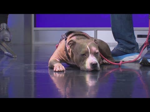 Tailwaggers: Meet Rocco