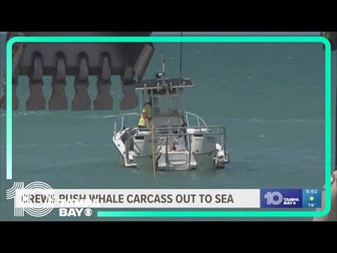 Sperm whale carcass towed out into the Gulf