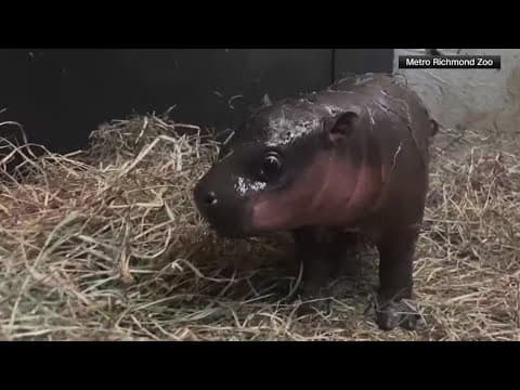 Vote to name Virginia's Christmas hippo