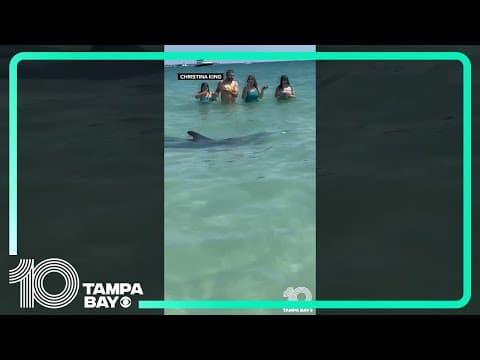 Dolphin surprises swimmers at St. Pete Beach, Florida