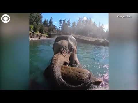 Elephant plays with giant log in pool at Oregon Zoo