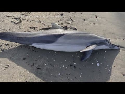 Toxic algae bloom blamed for dolphin deaths