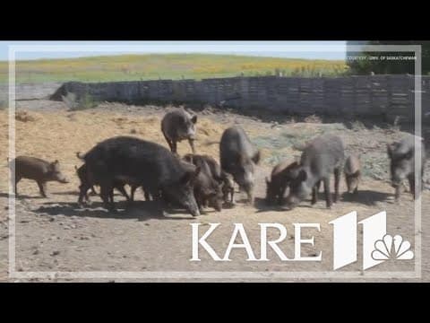 Lawmakers discuss feral hog bill at Capitol