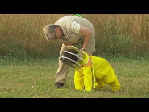 Meet Maple | Retired police K9 is busy as a bee with important new career