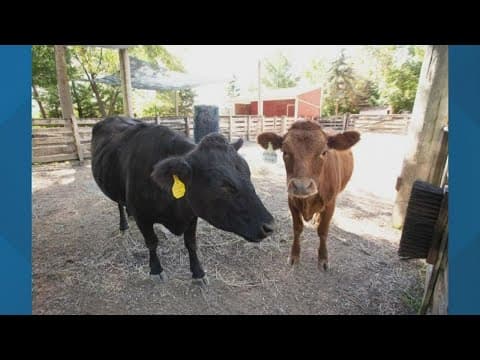 New cows arrive at Columbus Zoo