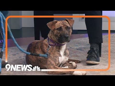 Petline 9: Meet Katara, a pup who loves to play