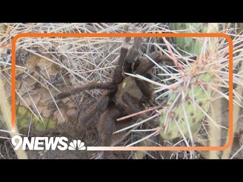 Tarantula Festival comes to La Junta this weekend