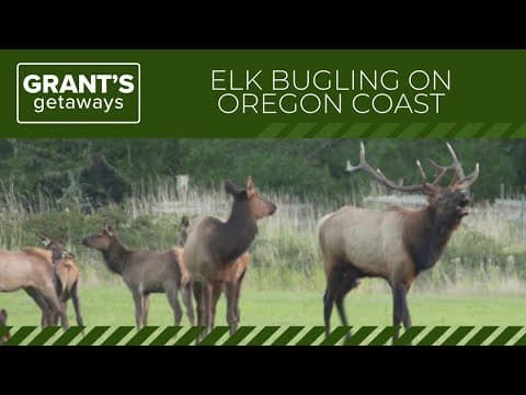 Elk bugling season on the Oregon Coast | Grant's Getaways