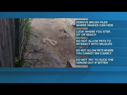 Pet owners beware: Tips to keep your furry friends safe from snakes