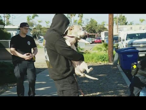 Children attacked by family's dog while sleeping in El Cajon home