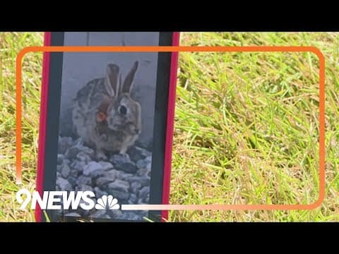 Rabbits shot with blow darts in Aurora