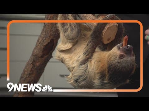 Sunrise Safari Zoo: Wookie the sloth